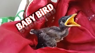 Beautiful baby birds are crying for food [upl. by Maryn16]