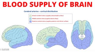 Blood Supply of Brain  Circle of Willis [upl. by Magee879]