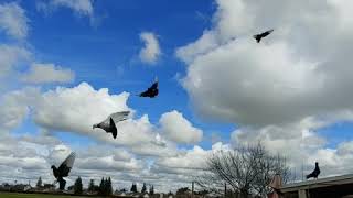 Adana and Syrian dewlap pigeons diving [upl. by Gustav90]