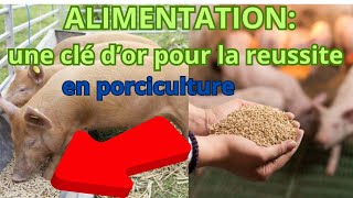 alimentation une clé dor pour la réussite porciculture gold Key to success in pig breeding [upl. by Maia537]