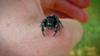 Macro Video of an Adult Female Phidippus Audax Jumping Spider [upl. by Kain]