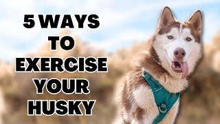 5 Ways to Exercise your Husky [upl. by Nannek]