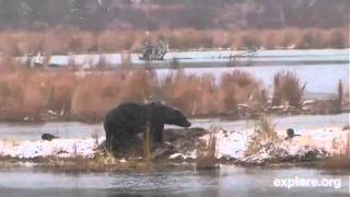 Lowerriver brown bear amp salmon camvery nice cam if you love watching bears101812 [upl. by Ulland]