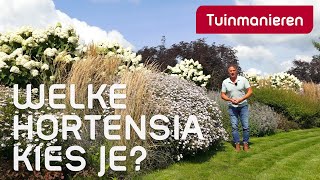 Welke hortensia gaat niet hangen De hortensia paniculata  plantenkennis  Tuinmanieren [upl. by Eiznek]