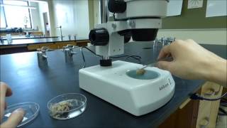 Stereoscopic Binocular Microscope Tutorial  Boston University Biology [upl. by Kaufman]