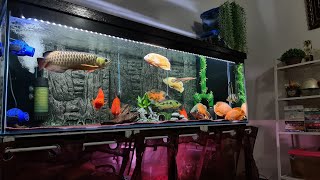 Best Arowana Community Oscar Fish King Kong Parrot and Peacock Bass [upl. by Walton]