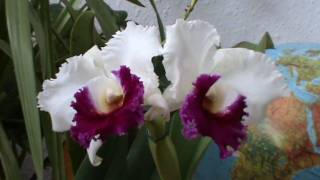 Cattleya  Blc Kuwale Gem ORCHIS [upl. by Ahsekin58]