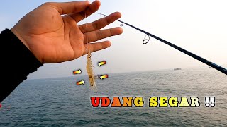 ASLI MANTAP‼️ MAKIN SEGAR MAKIN GACOR  BAGAN POPEYE TANJUNG KAIT [upl. by Nichol]