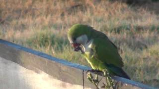 Monk Parakeets In The Wild  Myiopsitta monachus [upl. by Leahplar316]