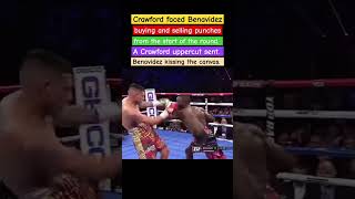 Crawford VS BenavidezA Crawford uppercut sent Benavidez kissing the canvasBA Sportee8wfboxing [upl. by Merrie]