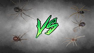 steatoda grossa vs steatoda castanea [upl. by Durwyn]