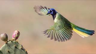 Green Jay Cyanocorax luxuosus  All Information you want to Know this Magical bird [upl. by Eirak264]