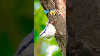 Wow Nuthatch bird 🐦 drilling the tree [upl. by Komsa]