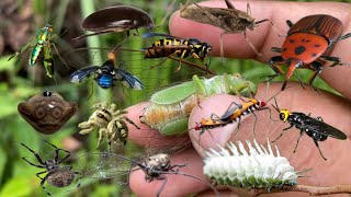 Hunt in beautiful insect habitats in nature [upl. by Frydman]