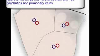 Lung Anatomy primary pulmonary lobule secondary pulmonary lobule acinus [upl. by Keung369]