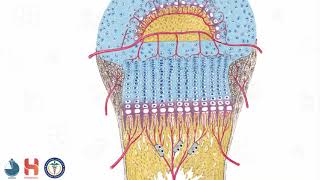 النسيج العظمي 7 النمو العظمي  Bone tissue 7  bone growth [upl. by Ultima]