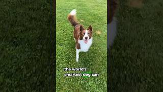 Border Collie Smartest Dog Breeds Incredible Skills amp Loyal Guardians [upl. by Anhcar706]