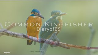 Common Kingfisher Things you need to know about KINGFISHERS [upl. by Nuahsyt562]