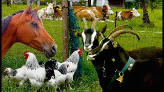 Top25 Most beautiful Farm Animals  rare breeds of lifestock cattle goats chickens horse poultry [upl. by Negiam]