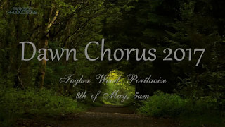 The Dawn Chorus  Portlaoise Ireland [upl. by Ladnor728]