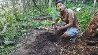 Chirang Cocoa Plant Cocoa Bipang Gainai cocoafarming naturalfarming nature [upl. by Demetria]