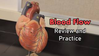 Blood Flow Review and Practice [upl. by Eiramnna531]