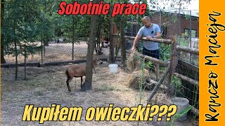 Kupiłem owieczki Sobotnie prace 402 4K [upl. by Lletniuq]