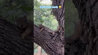 🐿️ Expressing his tiredness squirrel relaxing exhuast wildlife [upl. by Dorthea]