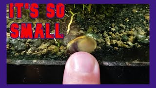 Have I Bred Nerite Snails In Fresh Water [upl. by Hinckley104]