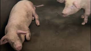 Pig farming in Ghana Porkers or breeders The decision is yours [upl. by Marra]