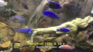 Best African Cichlid GenusSpecies Identification Video Ive seen [upl. by Catton]