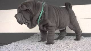 blue male sharpei puppies 85 weeks old [upl. by Emalia]