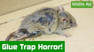 Mouse caught in horrific glue trap horror [upl. by Myrwyn750]