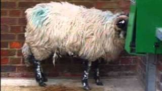 Hyperventilating sheep licking lips 12mb liplickwmv [upl. by Adaurd]