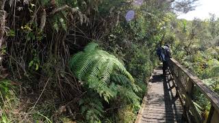 WALKING TOUR Tiritiri Matangi Auckland New Zealand [upl. by Slifka938]