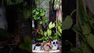 Window Garden ideas direct from our Garden plants garden homedecor window houseplantdecor [upl. by Behl]