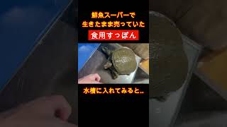 鮮魚スーパーに売っていた食用スッポンのヤバすぎる末路 shorts 鮮魚スーパー aquarium カメ 飼育 [upl. by Eenel]