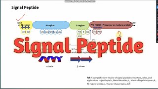 Signal peptide ll CSIRNET Life science ll xgene amp proteinx [upl. by Eimme738]