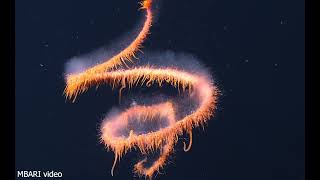 New MBARI videos help reveal siphonophore secrets [upl. by Darcia]