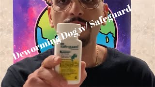 Deworming A Puppy With Safeguard Goat Dewormer [upl. by Rehpotisrhc245]