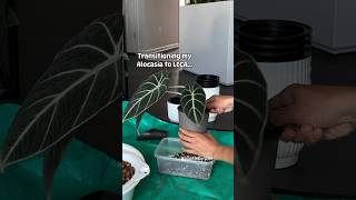 Transitioning Alocasia To Leca selfwatering alocasia soilless indoorplants plantparent [upl. by Needan]