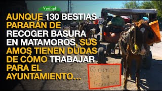 AUNQUE 130 BESTIAS PARARÁN DE RECOGER BASURA EN MATAMOROS SUS AMOS TIENEN DUDAS DE CÓMO TRABAJAR [upl. by Haakon]