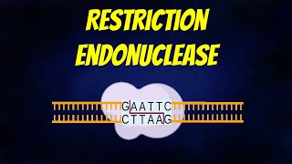 Restriction Endonuclease Animation Types  Mechanism  Nomenclature [upl. by Julietta]