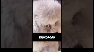 EL PERRO MÁS RENCOROSO [upl. by Kamaria]