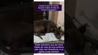 Cachorro Que Se Sentia Sozinho Adota Família De Forma Inusitada [upl. by Auberta]