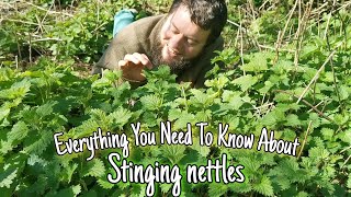 Stinging Nettle  Wild Food Medicine amp History 💚 [upl. by Adilem554]