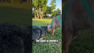 The pack of heelers heelers [upl. by Beverlie218]