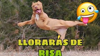 🚨 Este Video te Hará REÍR 998 GARANTIZADO 🙀🐶 Mejores Animales Graciosos del Momento [upl. by New4]