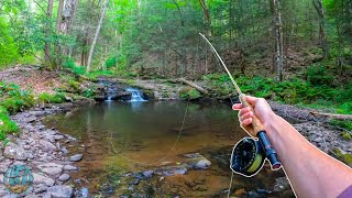 Fly Fishing for INCREDIBLE Trout [upl. by Nitsur]