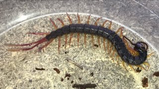 Alipes Grandidieri FeatherTail Centipede Rehouse [upl. by Akehsyt84]